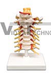 Lumbar Spinal Column